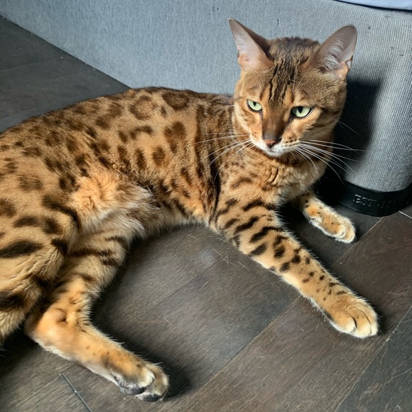 Meet your Posher, Chris - Picture 1 of 1